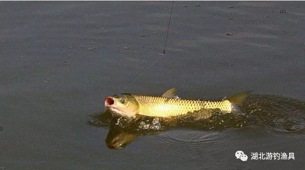 游釣小講堂：初夏如何釣草魚
