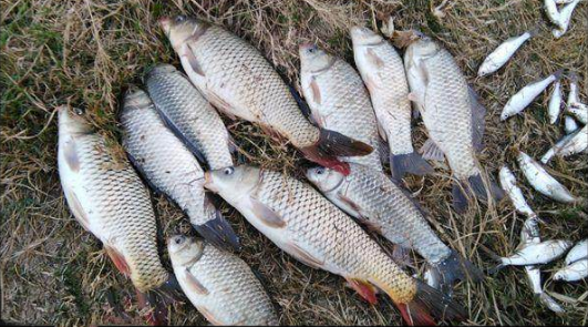 釣魚用什么小藥好！季節(jié)方面有區(qū)別嗎？