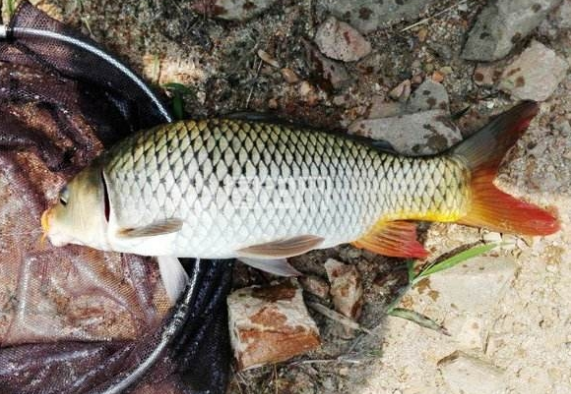 鯉魚用什么餌料、窩料才好！