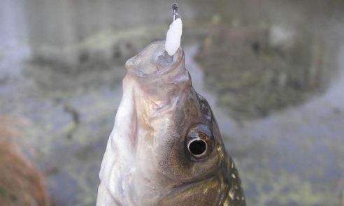 白米飯釣鯽魚有方法！有時候效果極好！