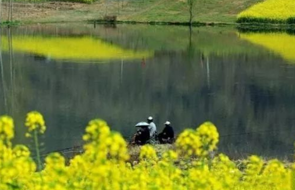 清明過(guò)后，釣鯽魚(yú)有哪些訣竅？